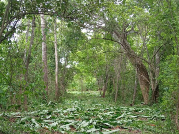 3 hectares For Sale La Barca Lagunillas Tarcoles