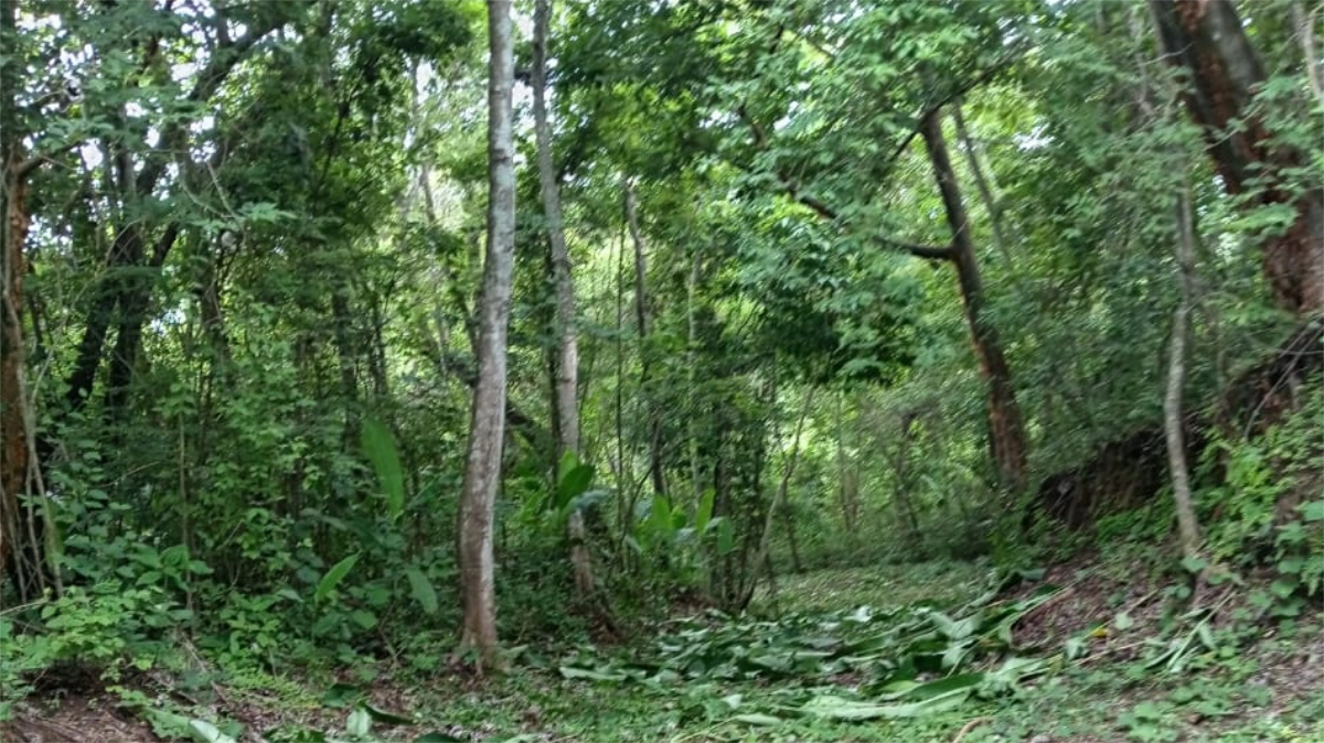3 hectares For Sale La Barca Lagunillas Tarcoles