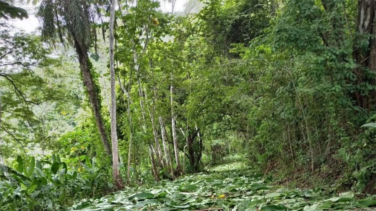 3 hectares For Sale La Barca Lagunillas Tarcoles